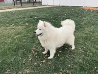 Bonnie, a female Samoyed for sale in Arcola, IL – Photo 4 of 5