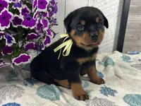 Arthur, a male Rottweiler for sale in Arcola, IL – 3 of 5