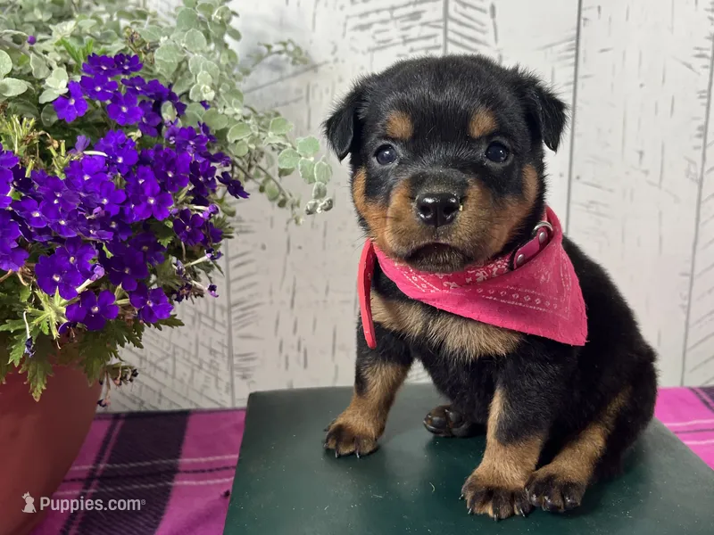 CiCi – Rottweiler puppy for sale in Arcola, IL