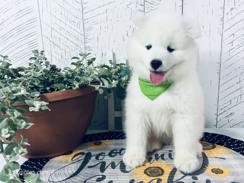 Barney – Samoyed puppy for sale in Arcola, IL