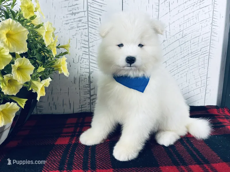 Mochi – Samoyed puppy for sale in Arcola, IL