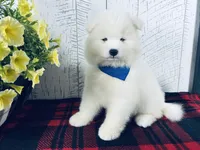 Mochi, a male Samoyed for sale in Arcola, IL – 1 of 5