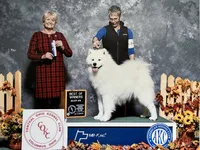 Darcy, a female Samoyed for sale in Arcola, IL – 4 of 5
