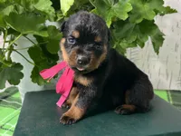 Dora, a female Rottweiler for sale in Arcola, IL – 3 of 5