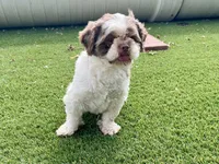 Dakota, a male Shih Tzu for sale in Arcola, IL – Photo 1 of 2