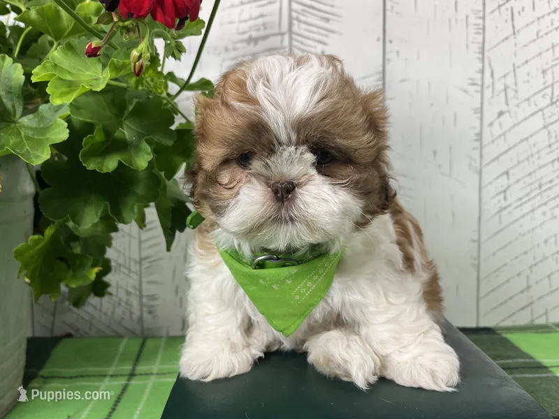 Nugget – Shih Tzu puppy for sale in Arcola, IL