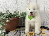 Barney, a male Samoyed for sale in Arcola, IL – 2 of 5