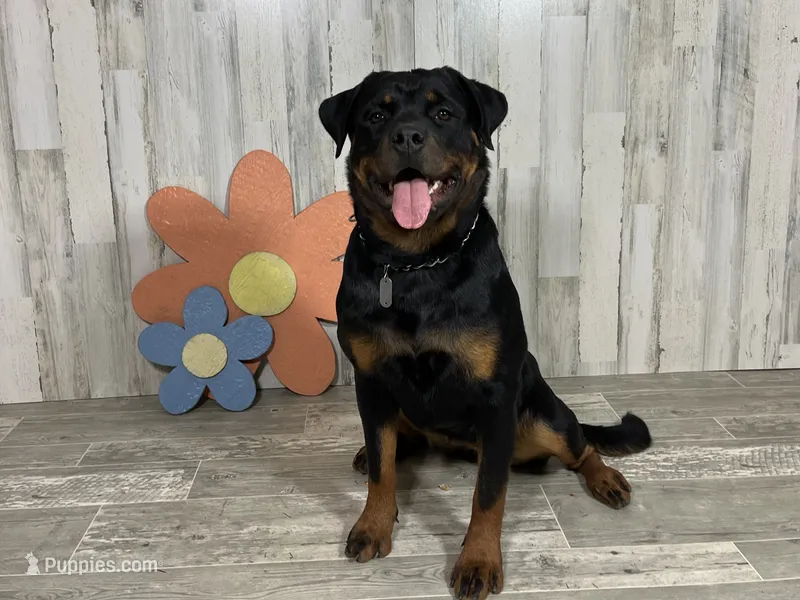 Blizzard – Rottweiler puppy for sale in Arcola, IL
