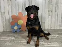 Blizzard, a female Rottweiler for sale in Arcola, IL – 1 of 4