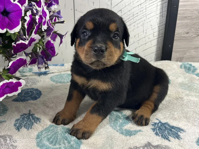 Moose – Rottweiler puppy for sale in Arcola, IL