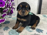 Moose, a male Rottweiler for sale in Arcola, IL – 1 of 5