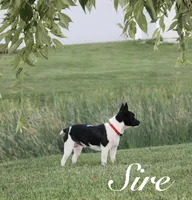 Carson, a male Rat Terrier for sale in Roodhouse, IL – 8 of 10