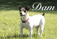 Carson, a male Rat Terrier for sale in Roodhouse, IL – 10 of 10