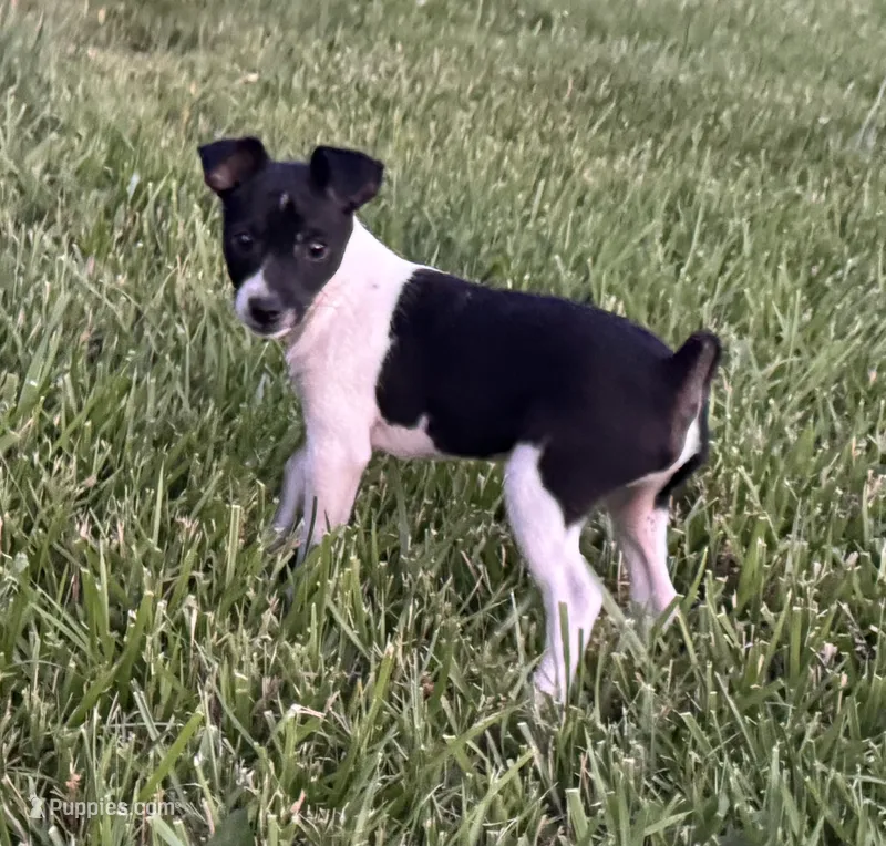 Carson – Rat Terrier puppy for sale in Roodhouse, IL