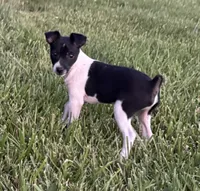 Carson, a male Rat Terrier for sale in Roodhouse, IL – 1 of 5