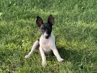 Carson, a male Rat Terrier for sale in Roodhouse, IL – 4 of 10