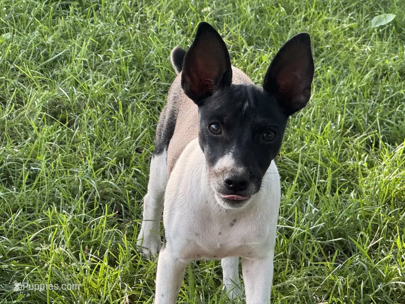 Carson – Rat Terrier puppy for sale in Roodhouse, IL