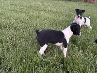 Carson, a male Rat Terrier for sale in Roodhouse, IL – 2 of 5