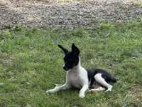 Carson, a male Rat Terrier for sale in Roodhouse, IL – 2 of 10