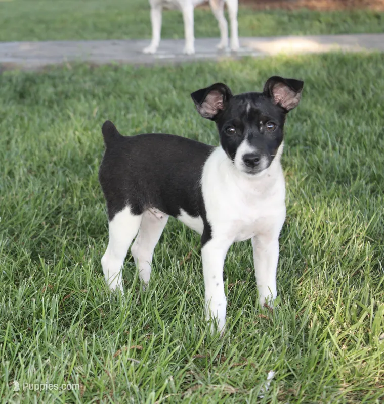 Carson – Rat Terrier puppy for sale in Roodhouse, IL