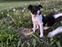 Carson, a male Rat Terrier for sale in Roodhouse, IL – 5 of 5