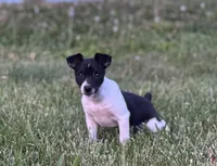 Carson, a male Rat Terrier for sale in Roodhouse, IL – 4 of 5
