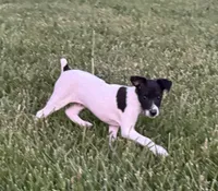 Carter, a male Rat Terrier for sale in Roodhouse, IL – 4 of 5