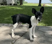Carson, a male Rat Terrier for sale in Roodhouse, IL – 5 of 10