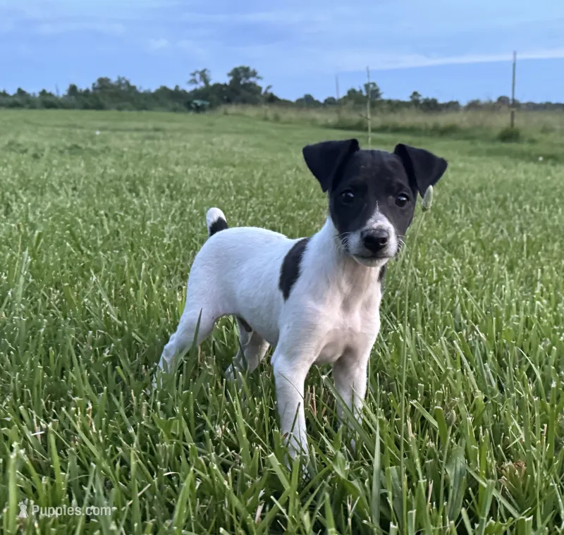 Carter – Rat Terrier puppy for sale in Roodhouse, IL