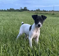 Carter, a male Rat Terrier for sale in Roodhouse, IL – 1 of 5