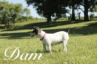 Carson, a male Rat Terrier for sale in Roodhouse, IL – 9 of 10