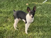 Carson, a male Rat Terrier for sale in Roodhouse, IL – 3 of 10
