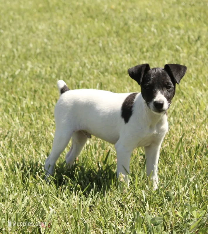 Carter – Rat Terrier puppy for sale in Roodhouse, IL
