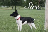 Carson, a male Rat Terrier for sale in Roodhouse, IL – 7 of 10