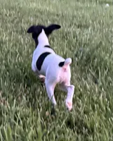 Carter, a male Rat Terrier for sale in Roodhouse, IL – 2 of 5
