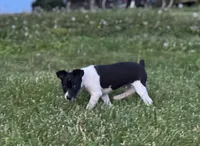 Carson, a male Rat Terrier for sale in Roodhouse, IL – 3 of 5