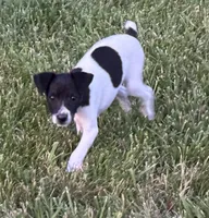 Carter, a male Rat Terrier for sale in Roodhouse, IL – 3 of 5