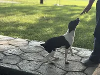 Carson, a male Rat Terrier for sale in Roodhouse, IL – 6 of 10