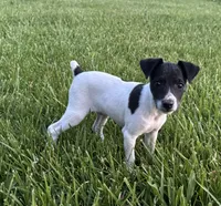 Carter, a male Rat Terrier for sale in Roodhouse, IL – 5 of 5