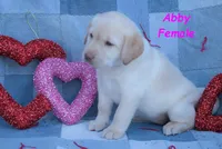 Abby, a female Labradoodle for sale in Bridgewater, VA – Photo 3 of 7