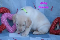 Abby, a female Labradoodle for sale in Bridgewater, VA – Photo 4 of 7