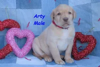 Arty, a male Labrador Retriever for sale in Bridgewater, VA – Photo 3 of 6