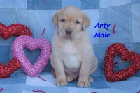 Arty, a male Labrador Retriever for sale in Bridgewater, VA – Photo 1 of 6
