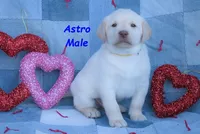 Astro, a male Labrador Retriever for sale in Bridgewater, VA – Photo 2 of 6