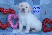 Astro, a male Labrador Retriever for sale in Bridgewater, VA – Photo 3 of 6