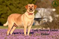 Astro, a male Labrador Retriever for sale in Bridgewater, VA – Photo 6 of 6