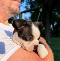 AKC Lady Aria of House of Hepley, a female Boston Terrier for sale in Roxana, IL – 6 of 8