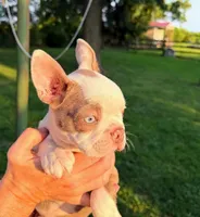 AKC Lady Evie of House of Hepley, a female Boston Terrier for sale in Roxana, IL – 6 of 9