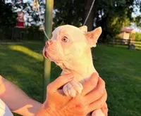 AKC Lady Evie of House of Hepley, a female Boston Terrier for sale in Roxana, IL – 3 of 9