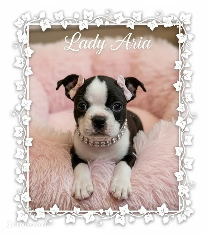 AKC Lady Aria of House of Hepley – Boston Terrier puppy for sale in Roxana, IL